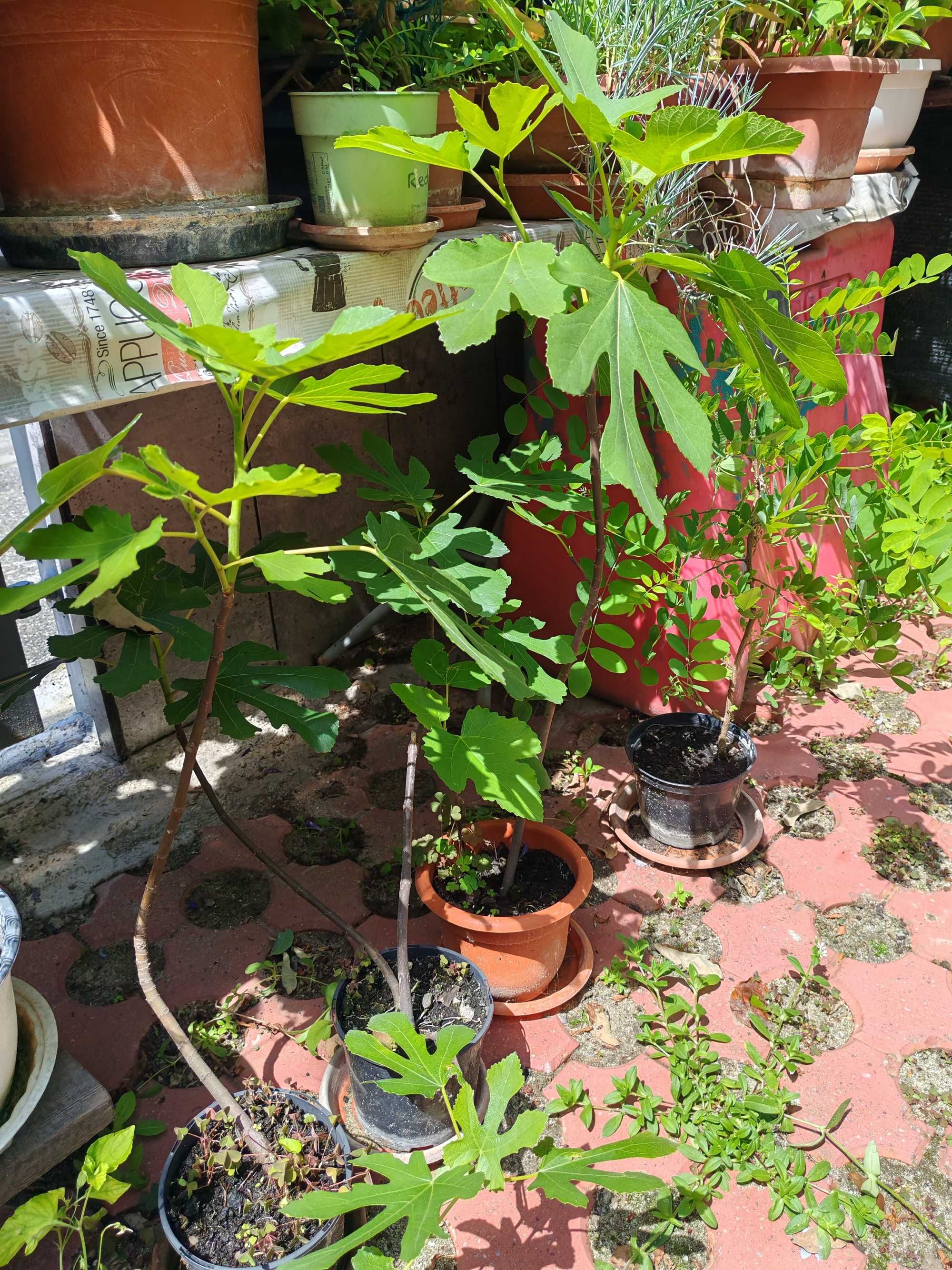 Smochini si Arbori de Matase