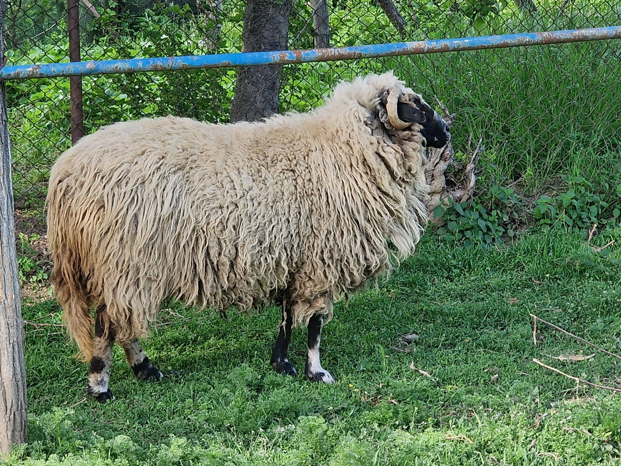 Oaie Breaza de Petroșani