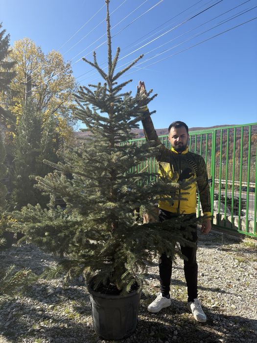 Brazi verzi si arginti la cele mai bune preturi !