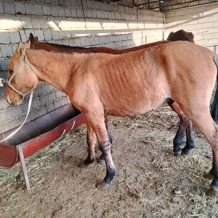 1,5 жасар тайлар бар