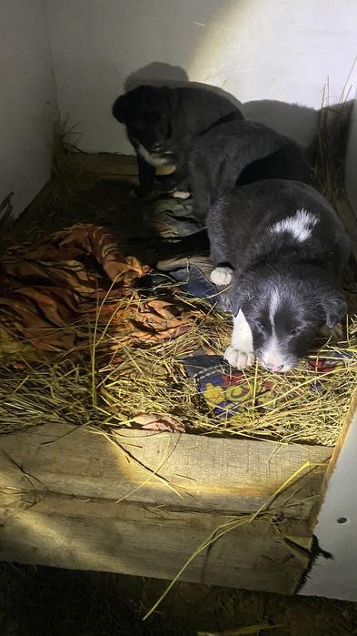 Продаётся: щенки лайки × тазы