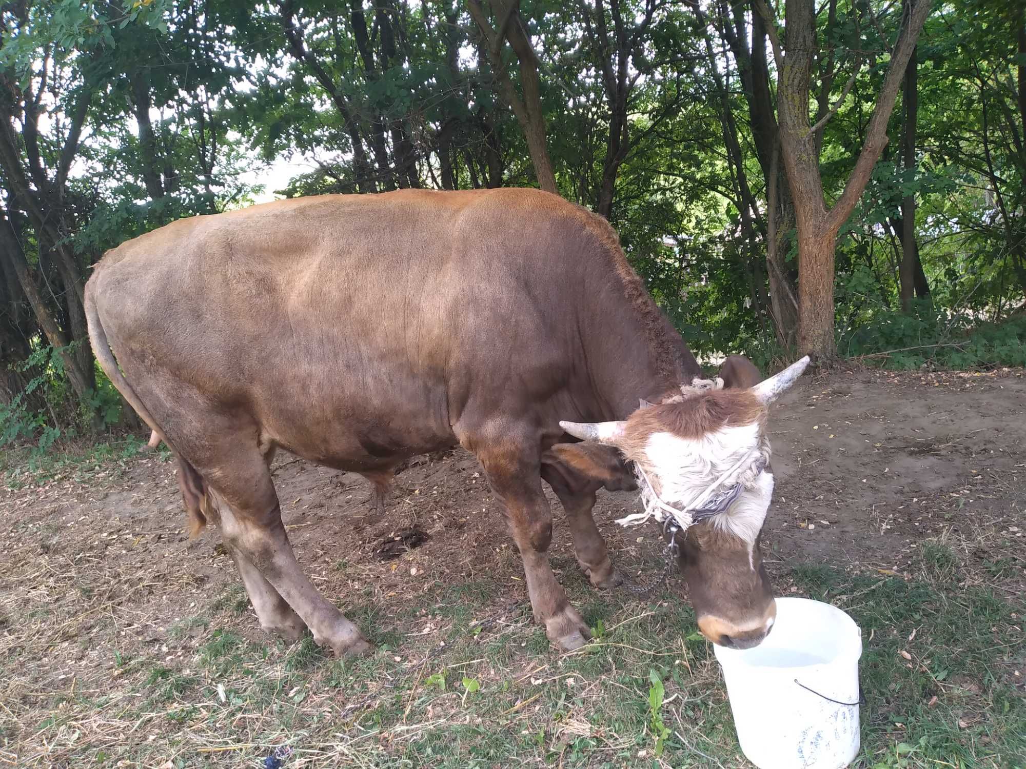 Vand taur de rasa- Metis de Baltata, 1 an si 2 luni foarte bun.