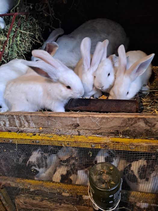 Vand iepuri secui cu fluture