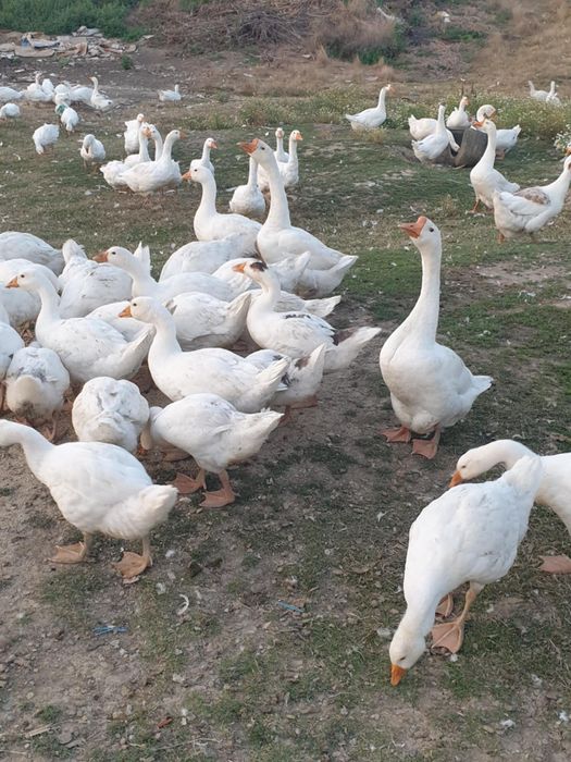 Vând gâște și boboci