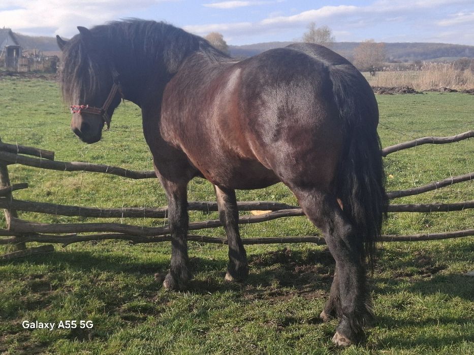 Vând iapa de 5 ani cu mânza de 3 luni