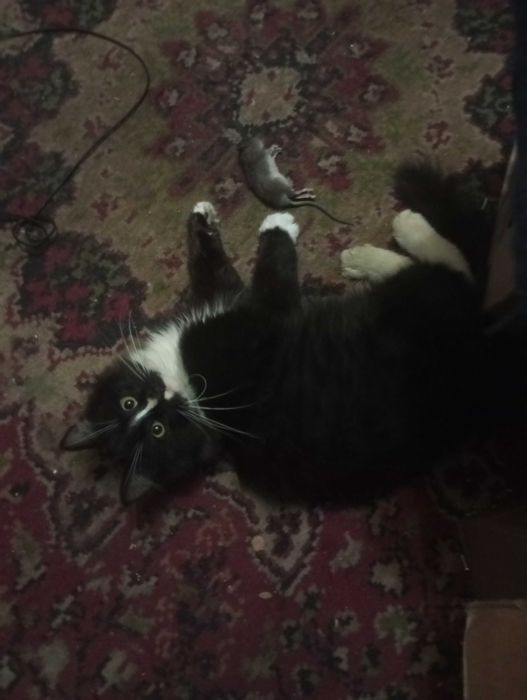 Крысолов котенок 4 мес. продам