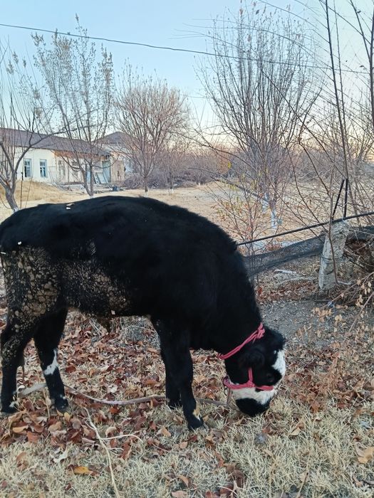 Еки  бас огиздер