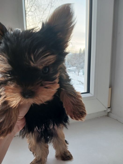 Продам кабеля Йорк 2 месяца. 200.000 тысяч