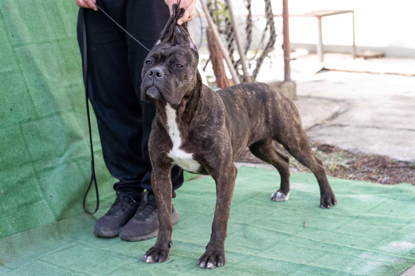 Femela Cane Corso brindle doar pt cunoscători