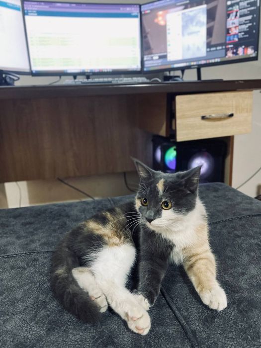 «Только в хорошие руки!  Наш котёнок ждёт своего заботливого хозяина.