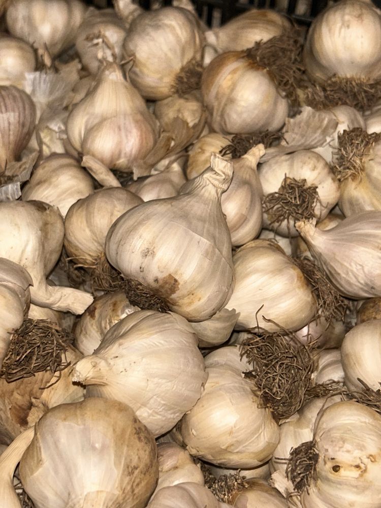 Usturoi Românesc, Recolta 2025, Natural