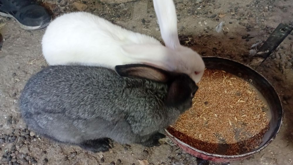 Кролики молодые.