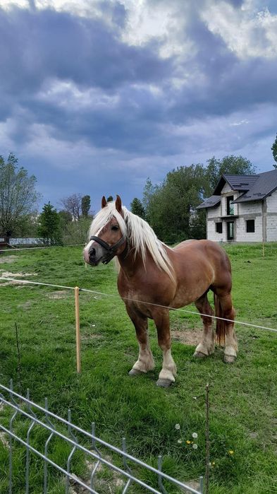 Vând harmasar de 5 ani