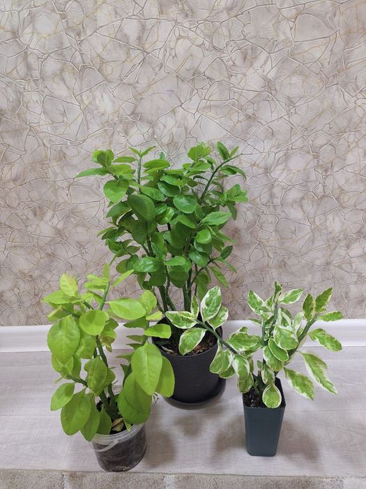 Комнат гүлдері-Комнатные цветы