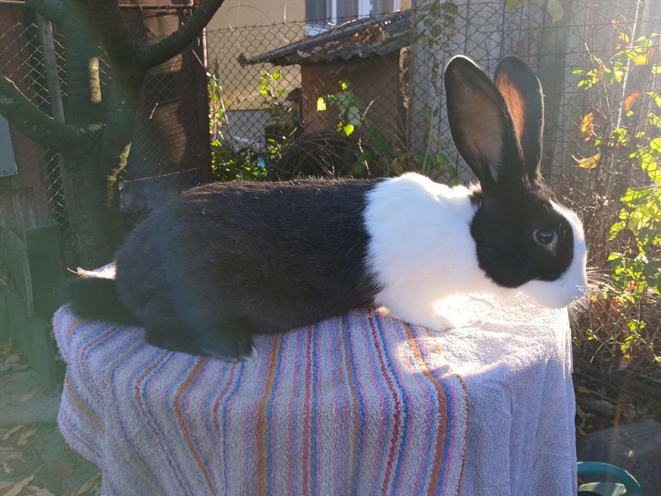 Hycole francez de vinzare