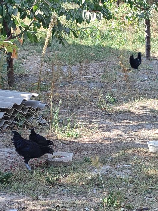 Ухейилюй жужалари сотилада 6-7 ойлик