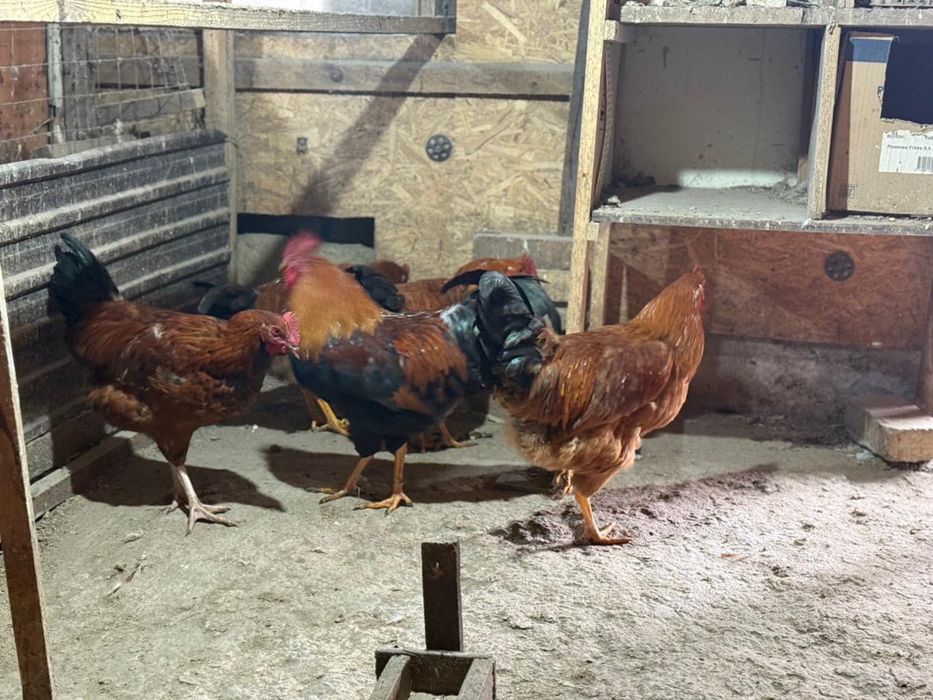 Петухи Кучинские Юбилейные