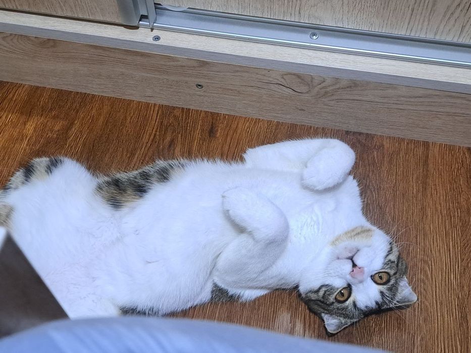Продаётся кошка Скоттиш фолд