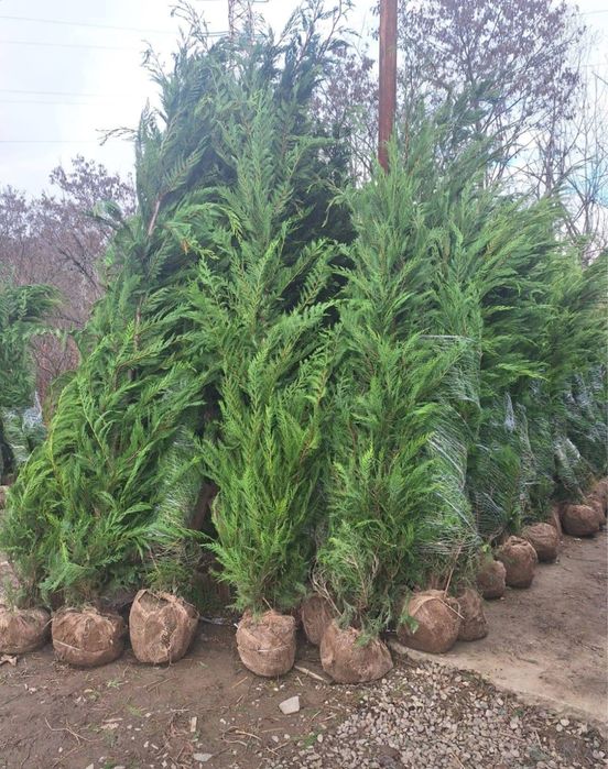 Plante ornamentale de diferite  varietatii