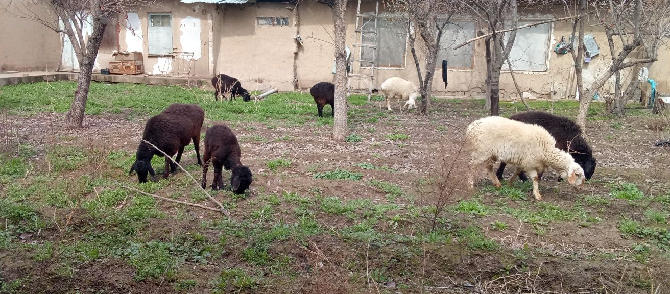 Qoyla sotiladi 7 ta qoldi bittada xammasini bervoraman