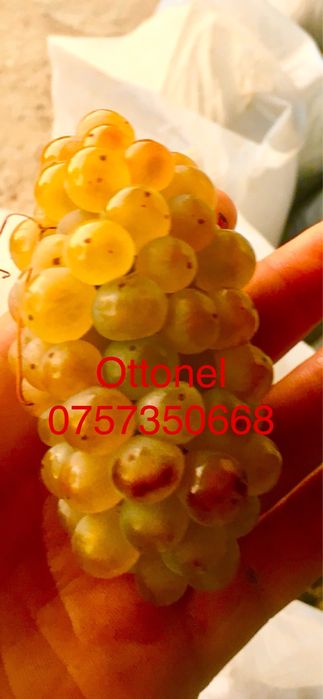 Struguri de vin diferite soiuri