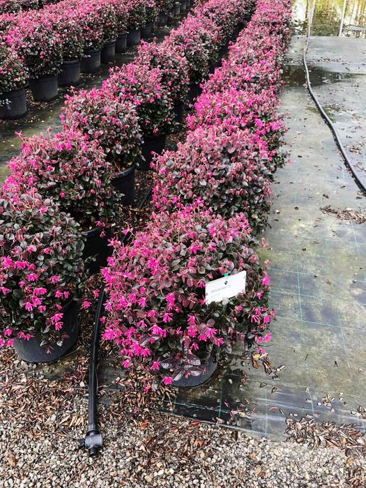 Evonymus EverGreen Loropetalum