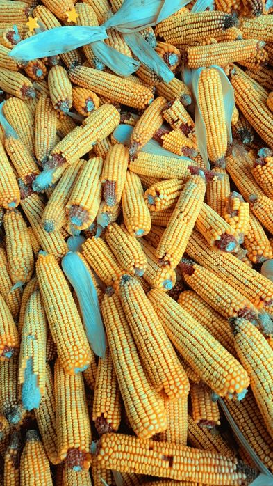 Кукуруза в початках, урожай 2025г.