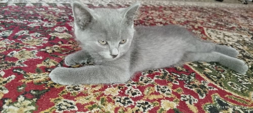 Skotsh mushuk sotiladi quqonda 100 $ kelishamiz