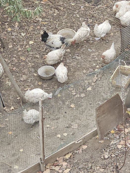 nisushka tovuqlar sotiladi