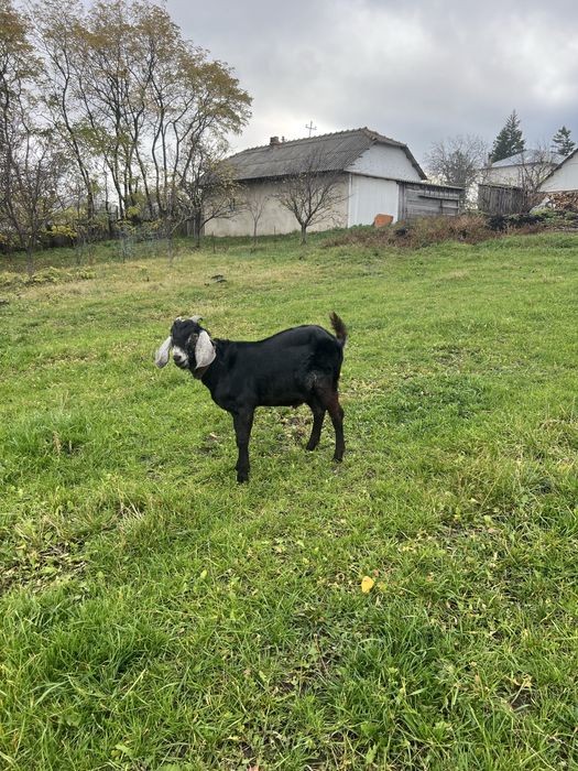 Tap anglonubian tanar