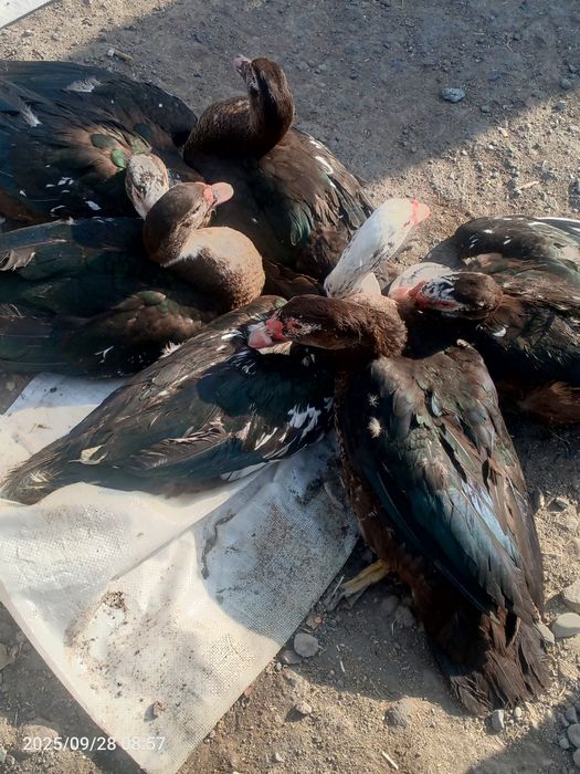 Indautka sotiladi 160 000 dan xorozlari tovuqlariyam bor kelishamiza