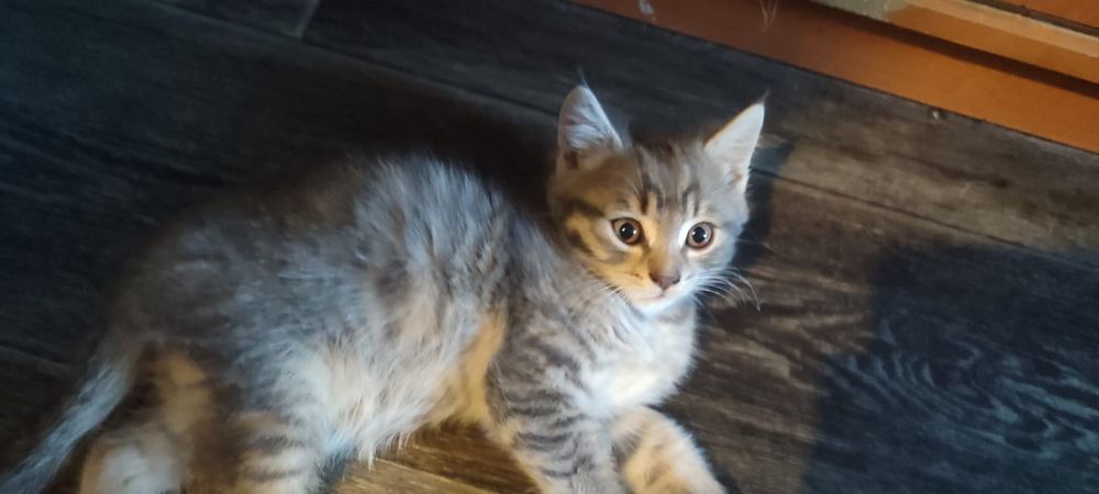 Отдам в добрые руки