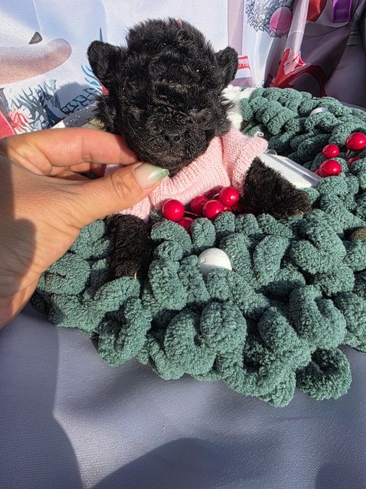 Пудел той сиви с документ за произход