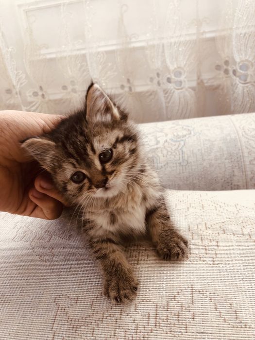 Отдам котёнка в добрые руки