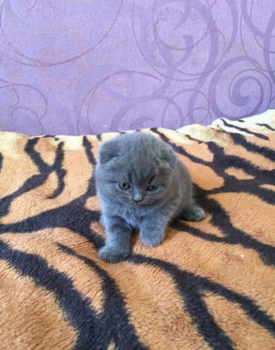 Шотландский малыш скоттиш фолд
