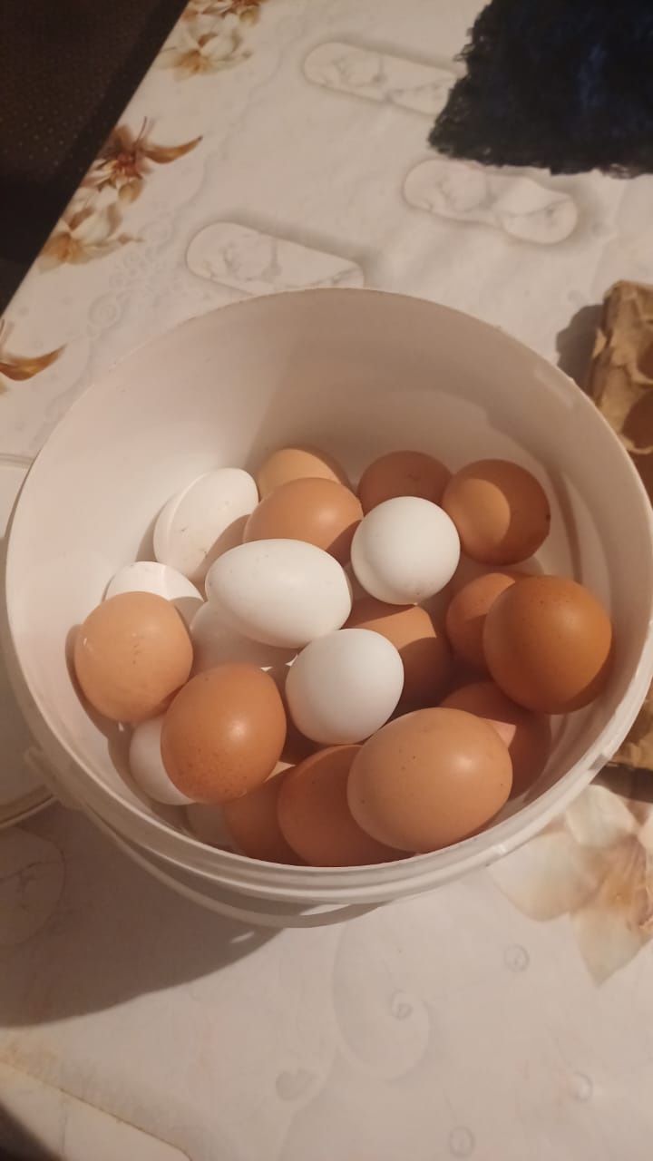 Яйца, домашних..