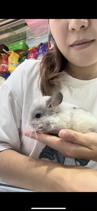 Шиншиллы разного окраса