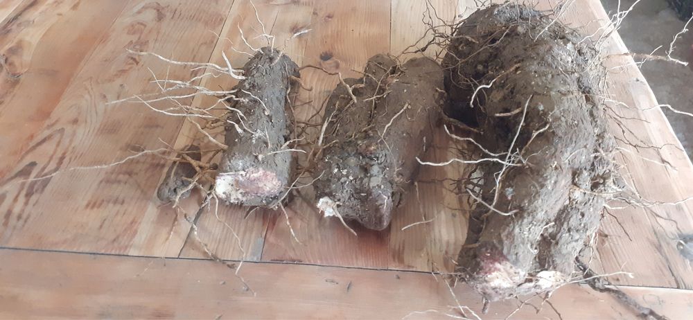 Untul pamantului radacina