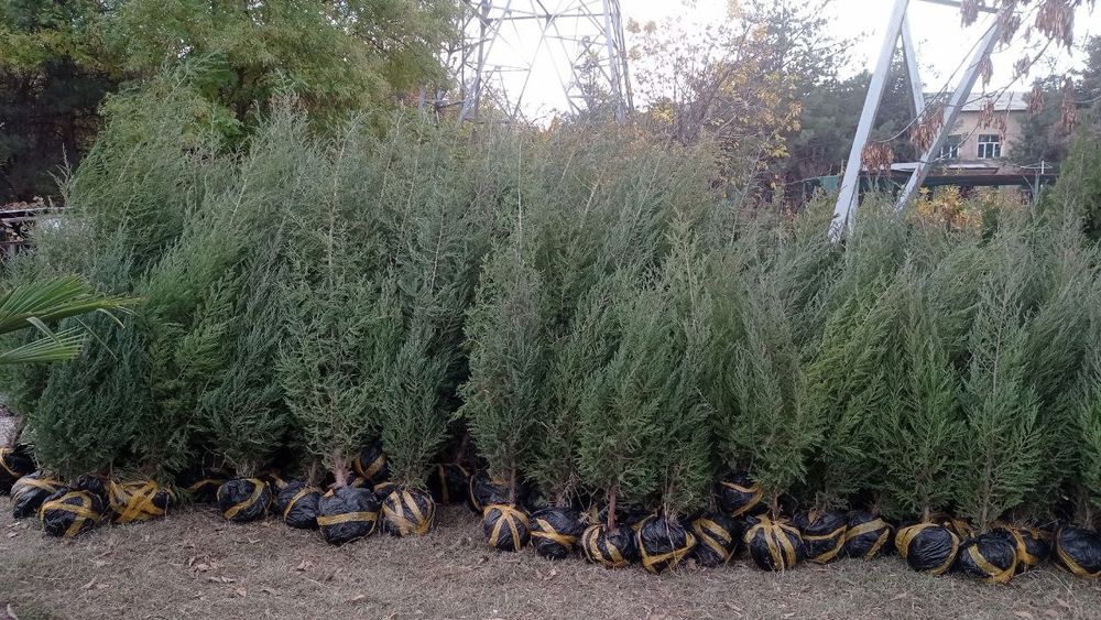 Archalar . Sasna . majvenik.galuboy gepars