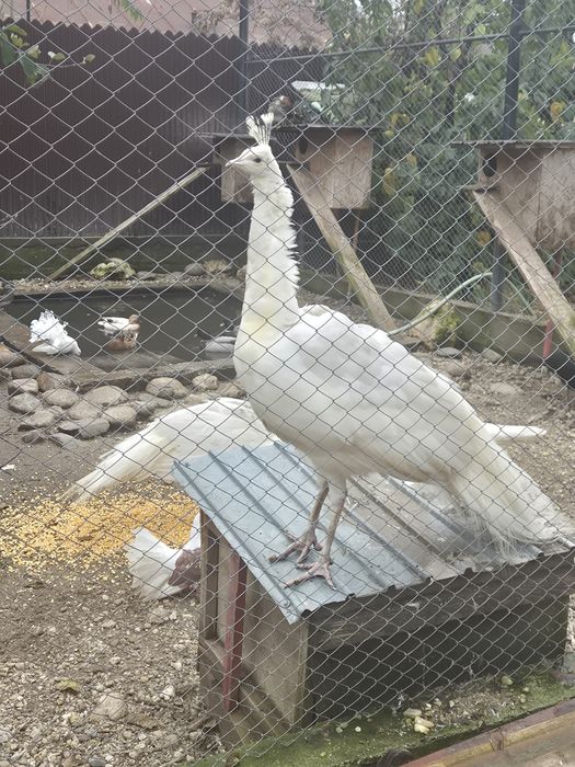 Vand paun alb opal 3