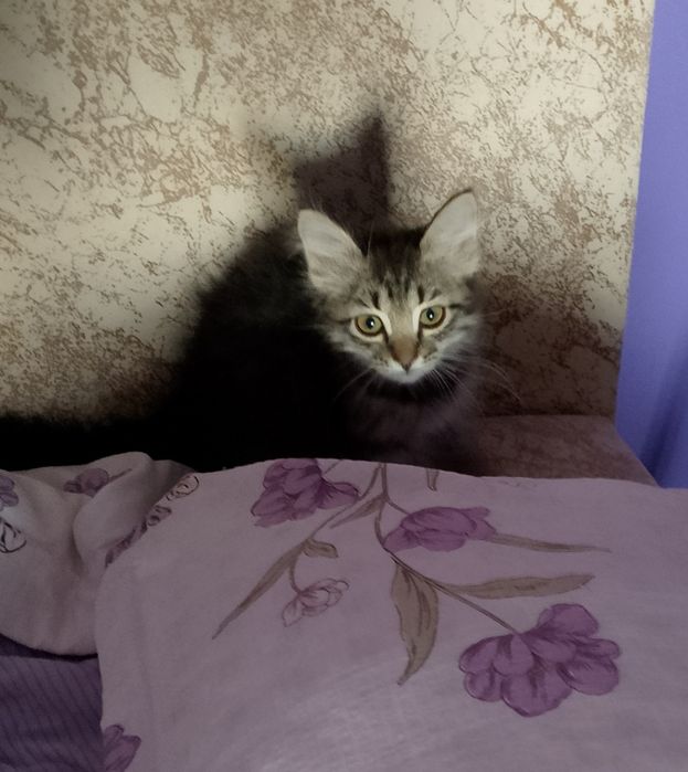 Срочно отдам котёнка в добрые руки