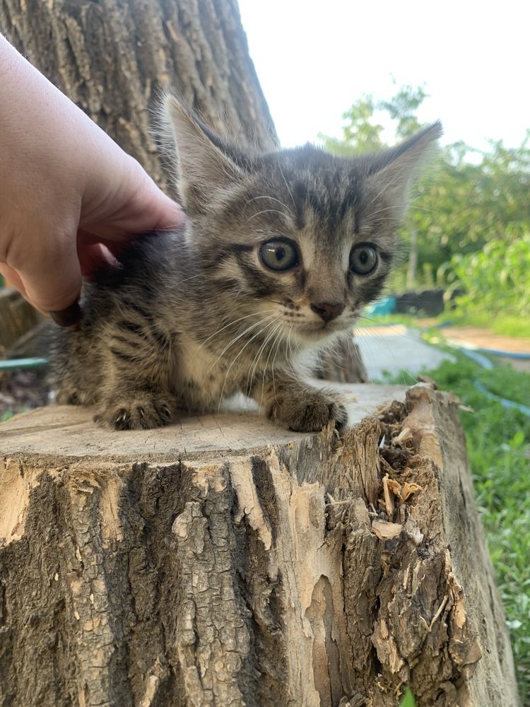 Отдадим котят в добрые руки