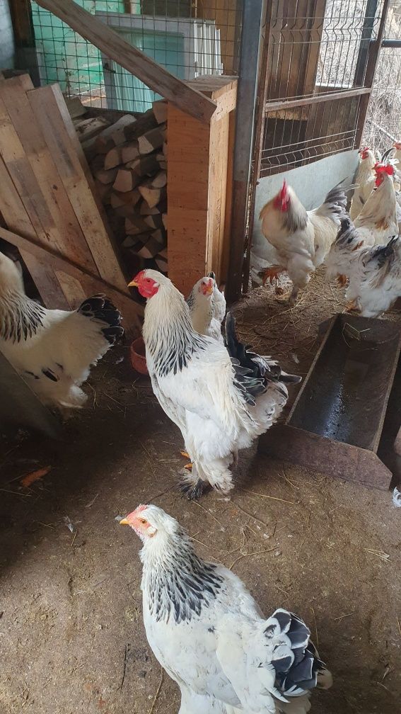 Vand cocoși brahma hd