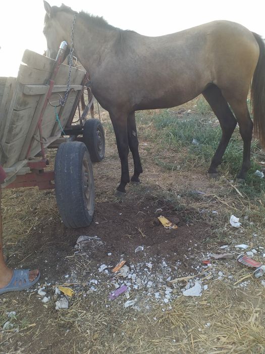 De vanzare carlana de un an jumate