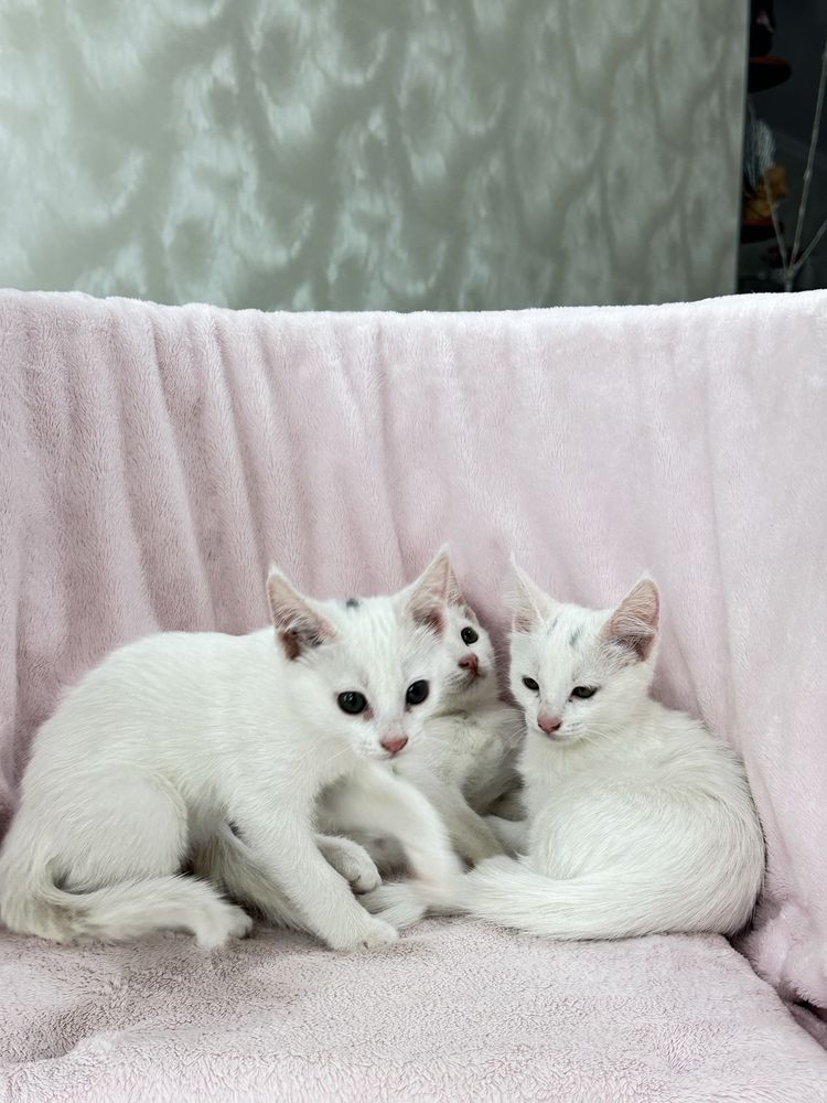 Турецкие ангоры котята