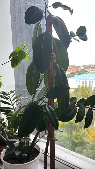 Продам фикус Робуста. Большой, домашний