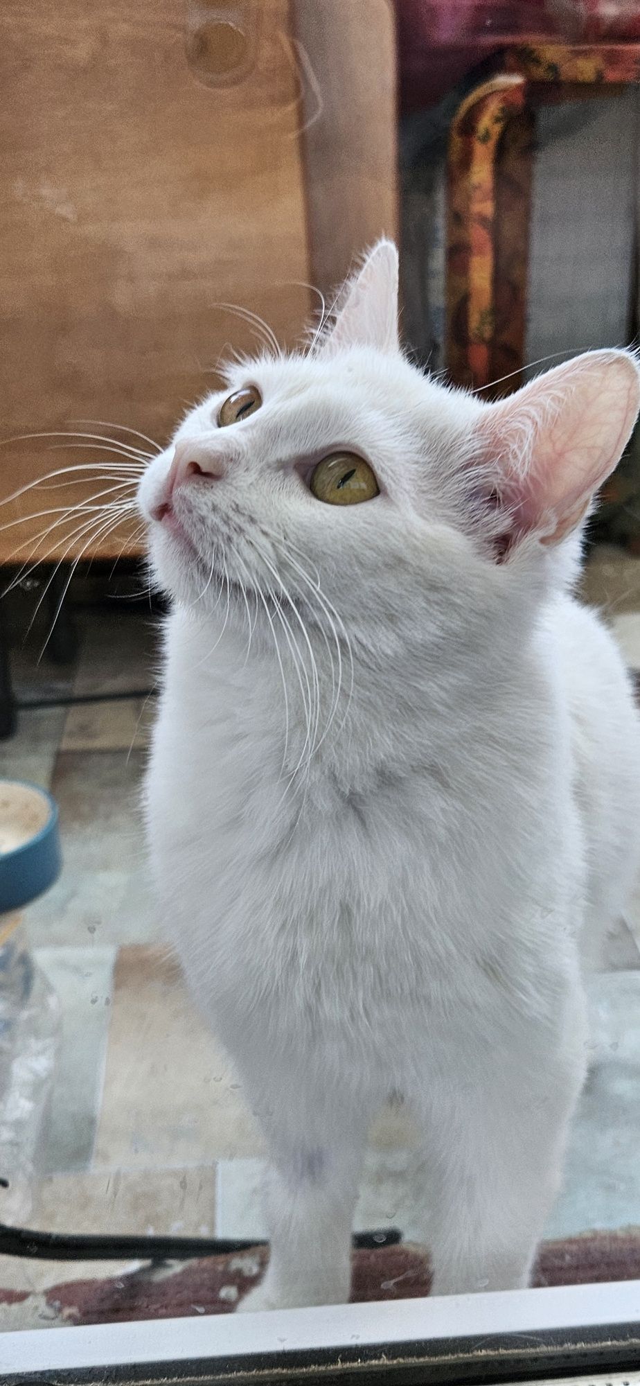 Котёнок ищет дом. Девочка