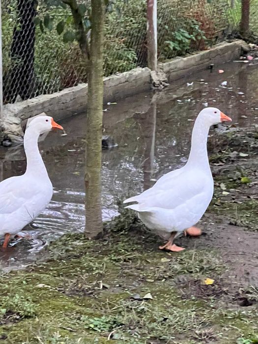 rate indiene si gaște