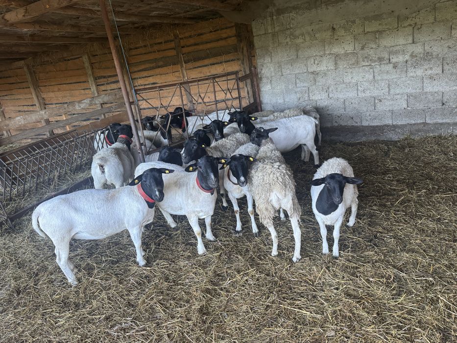 Vand oi dorper rasa pura