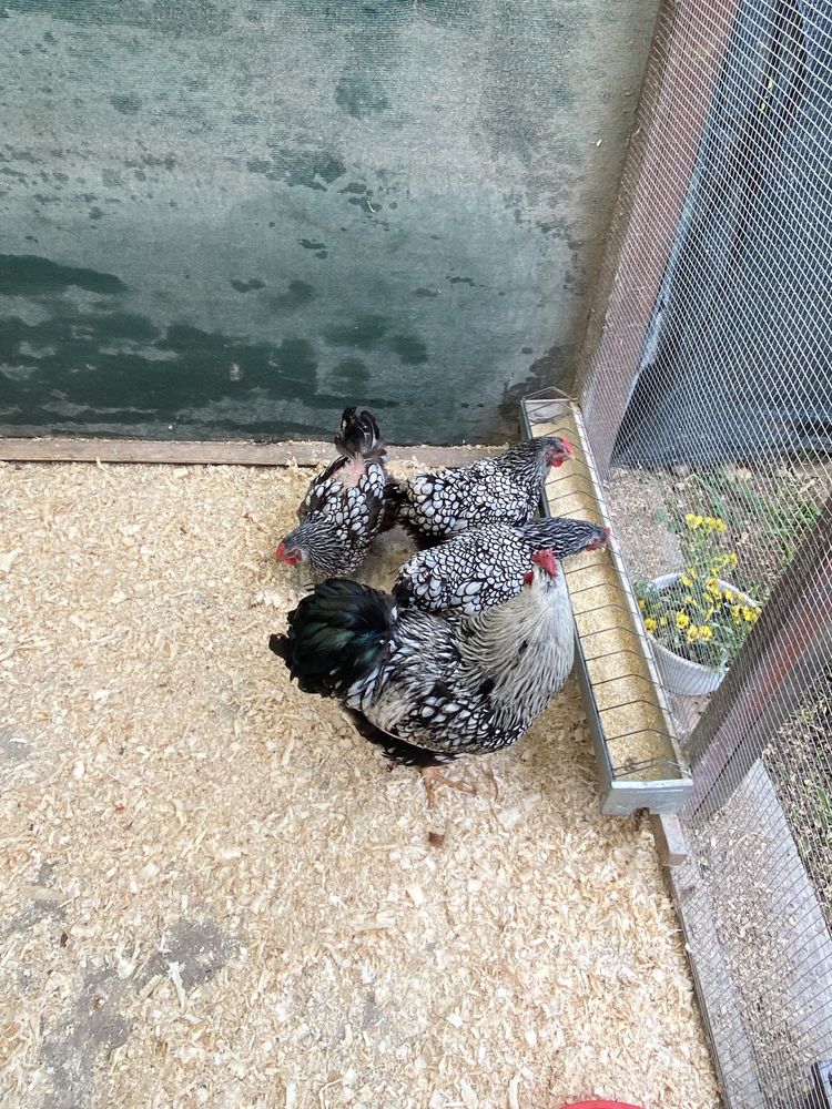 Oua de incubat  ARAUCANA